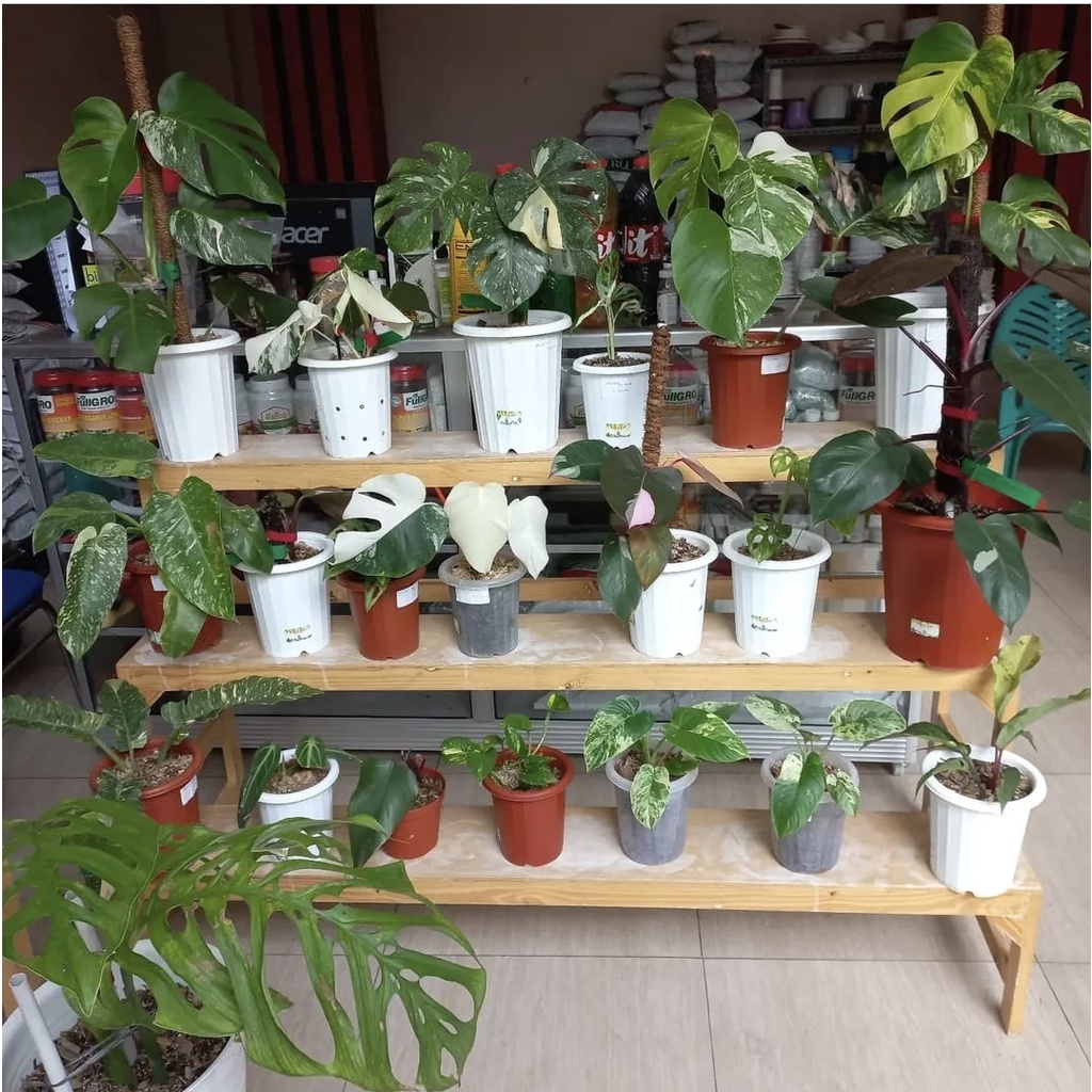 POT BUNGA + TATAKAN 13CM PUTIH POT TANAMAN HIAS + ALAS 13 POT BIBIT 13 CM + PIRING POT 13 PUTIH POT 