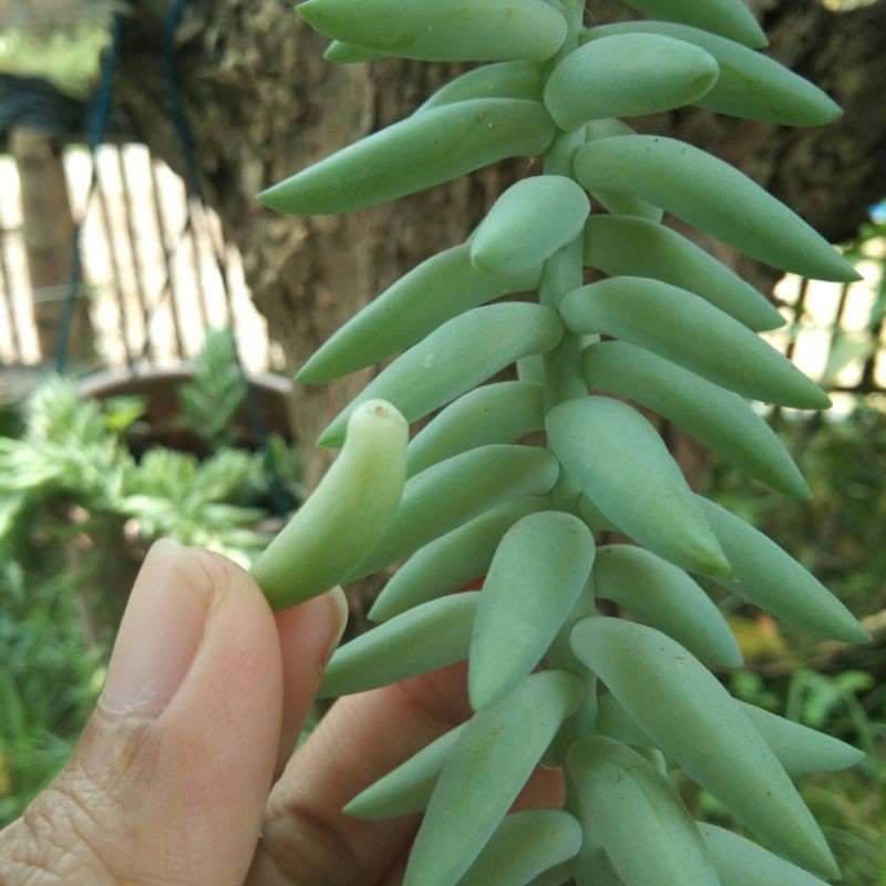 bibit tanaman air mata ibu