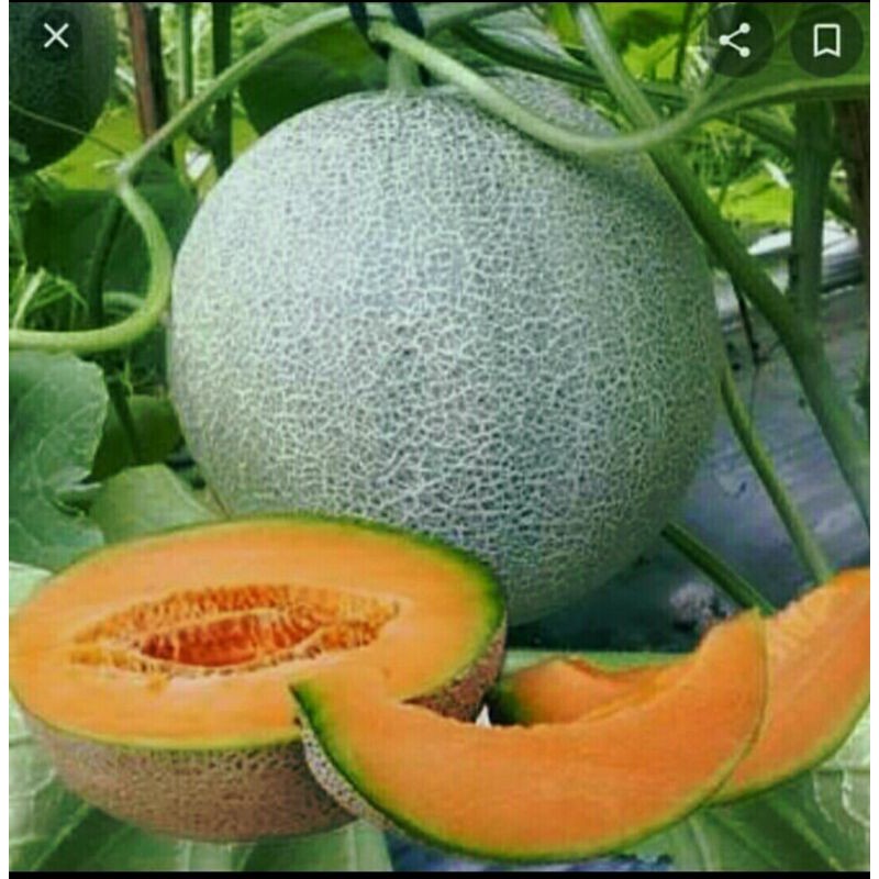 

Melon orange1 buah