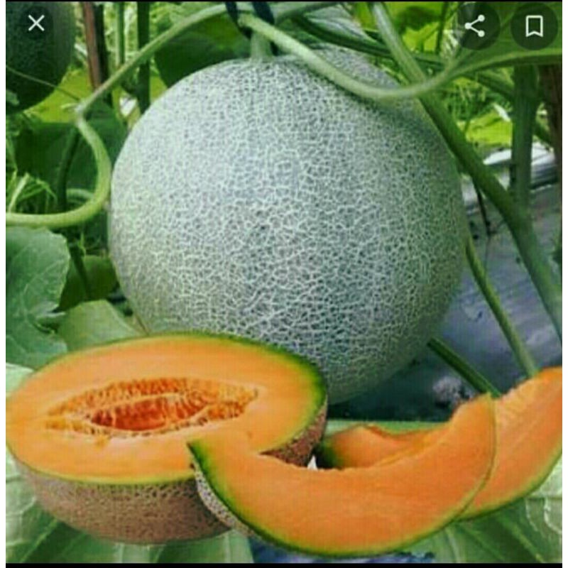 Melon orange1 buah