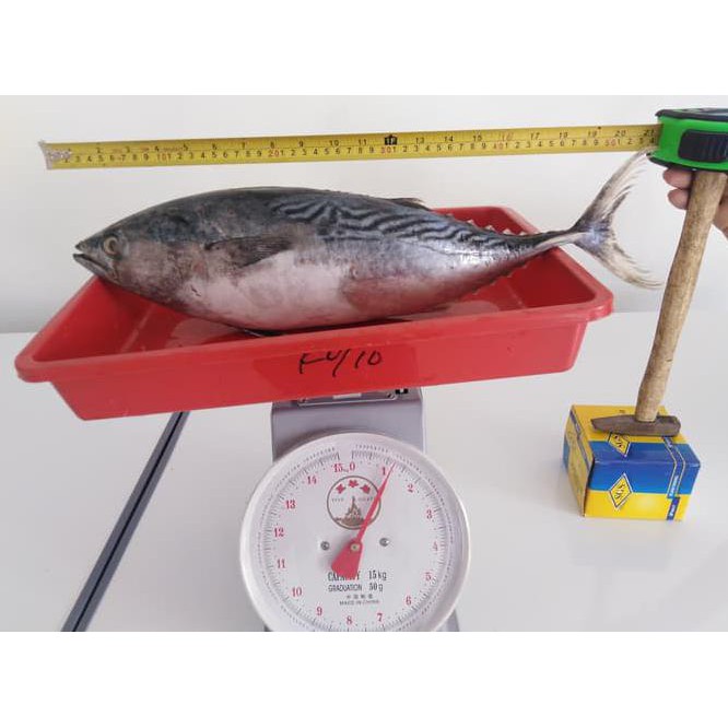 

Murah Ikan Tongkol Batik Segar Langsung Dari Nelayan_50Cm