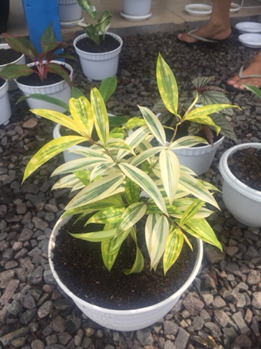 [arthesian] Kemeja Batik Pria  - Zanis Batik Printing