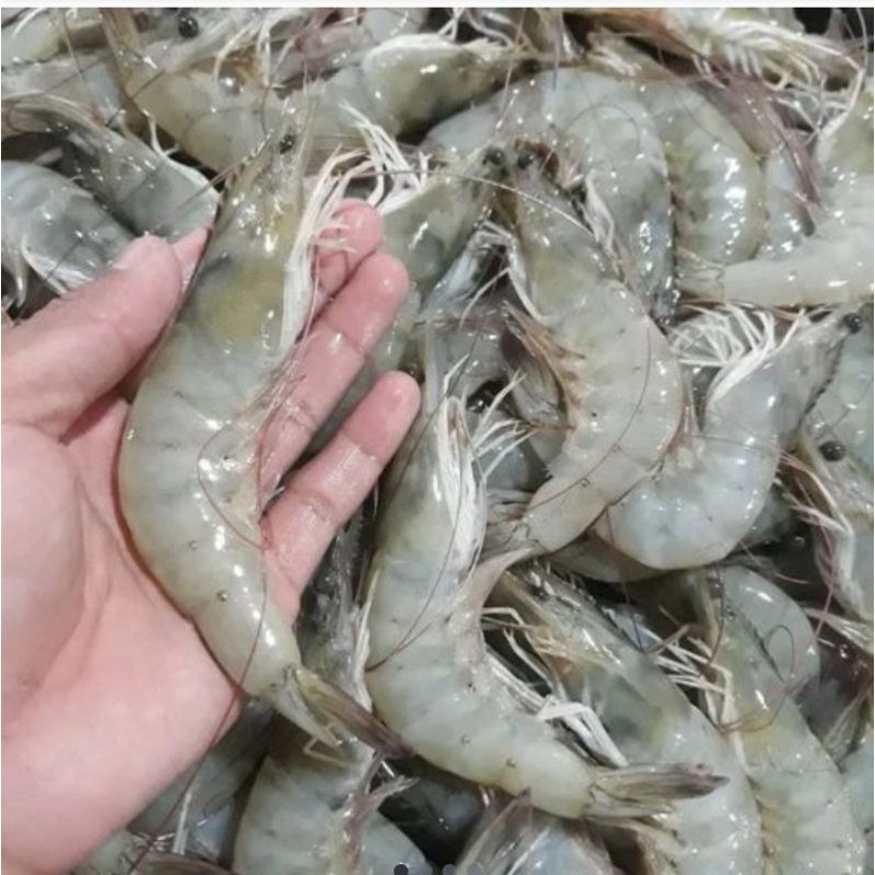 

UDANG SEGAR 250GR