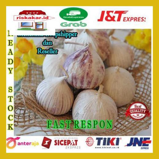 

I0Iuiou8- Bawang Putih Tunggal - Lanang Kualitas Premium 500Gram 5Wr4E5-