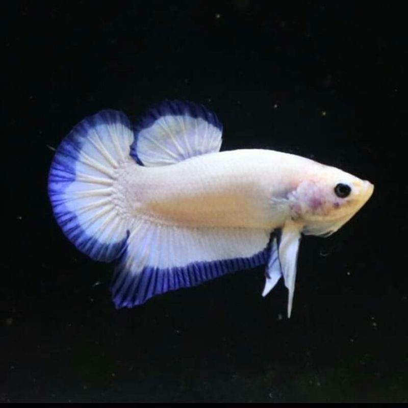 Cupang Bluerim