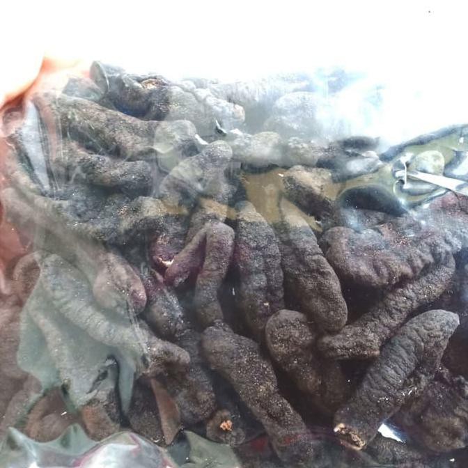 

Hoisom Teripang Pasir Biasa _