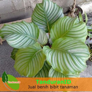 Tanaman Hias Calathea  Orbifolia Atau Calathea Presiden  