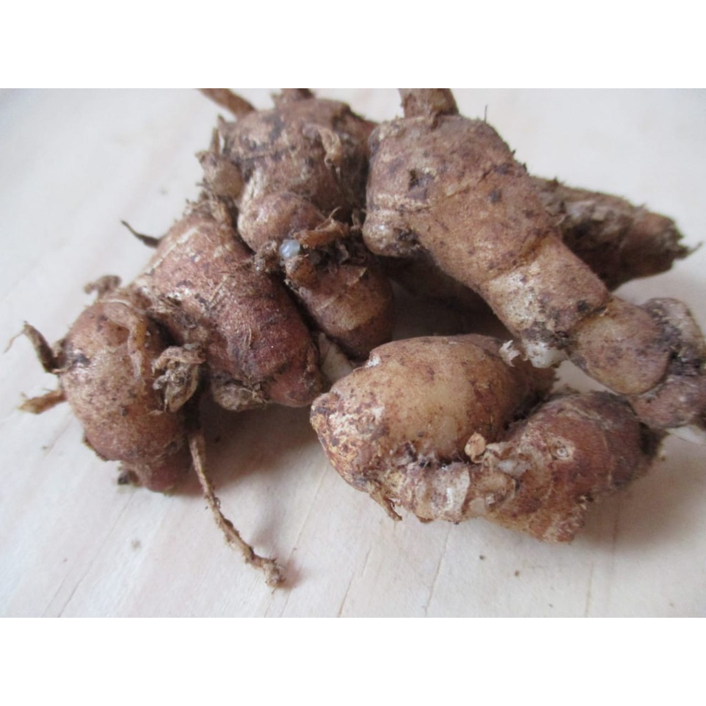 

Kencur besar (segar) 250 gram