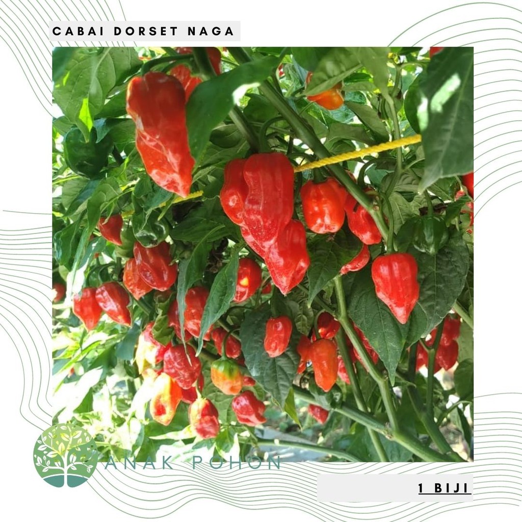 Benih Bibit Biji - Cabai Dorset Naga Super Pedas Pepper Seeds - Mudah Berbuah dan Sangat Produktif