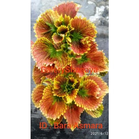 Miana Premium Sultan/ID = Bara Asmara/Sultan Jombang/Kondisi Berakar