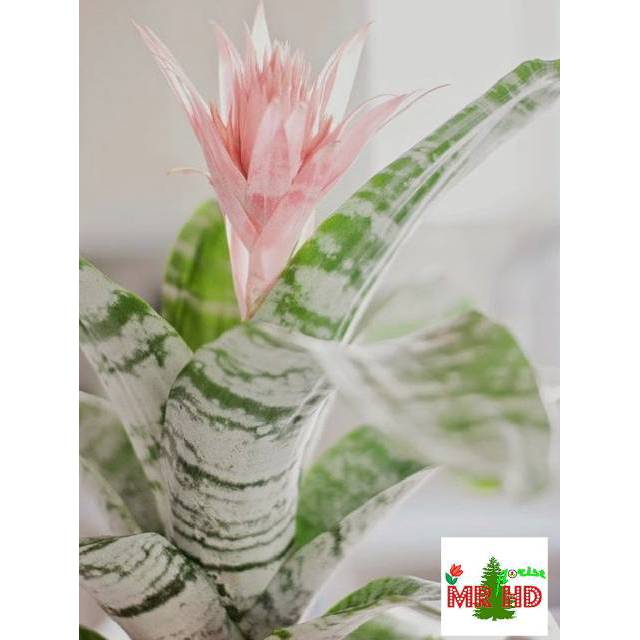 Jual Bromeliad aechmea primera silver | Shopee Indonesia