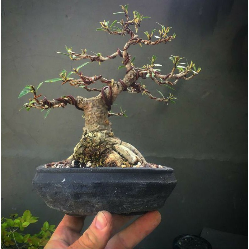 Tanaman hias bonsai mini - BONSAI MINI
