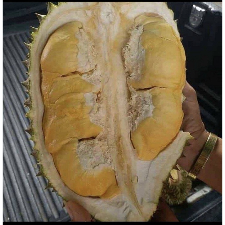 

Durian Bawor Montong Kuning 2KG