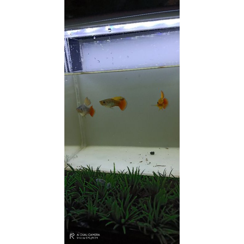 ikan platy cendrawasih