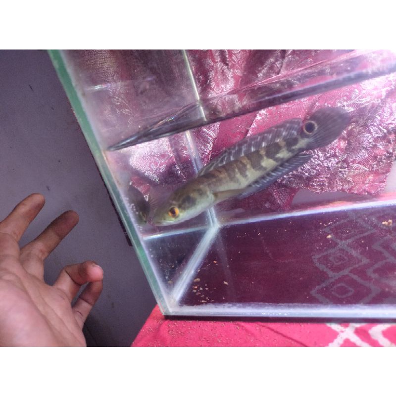 channa maru jambi size20 cm spek kontes