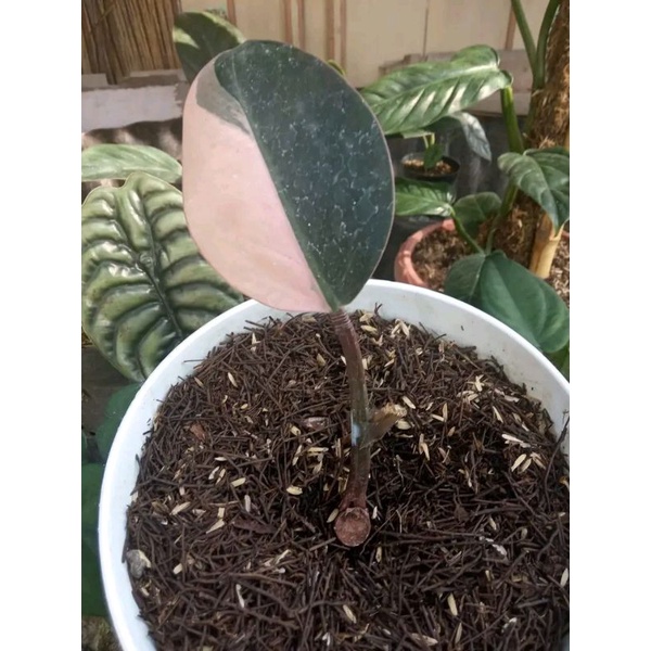 philodendron red congo varigata