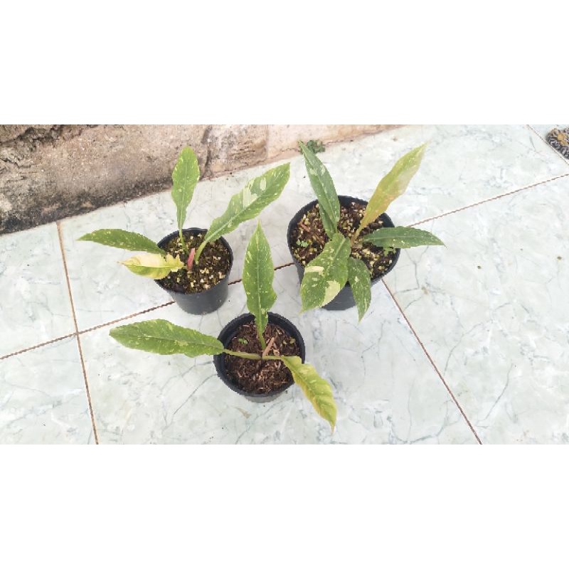 philodendron Ring Of Fire varigata