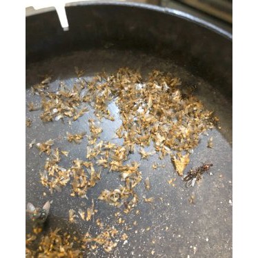 Promo  alat PENANGKAP NYAMUK   LAMPU PERANGKAP NYAMUK SETRUM  Berkualitas