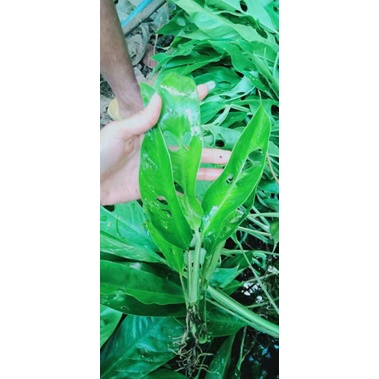 Raphidophora megasperma