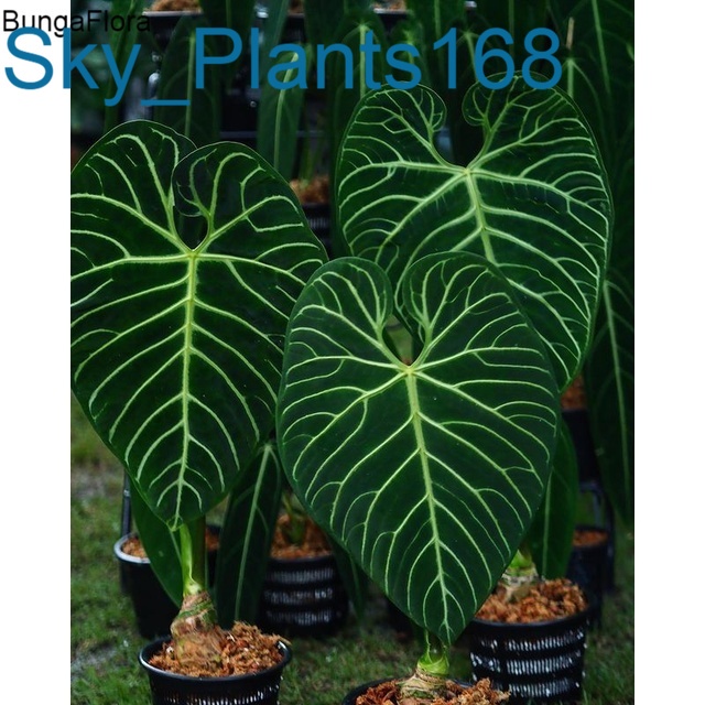 promo 2 biji antorium kuping gajah regale