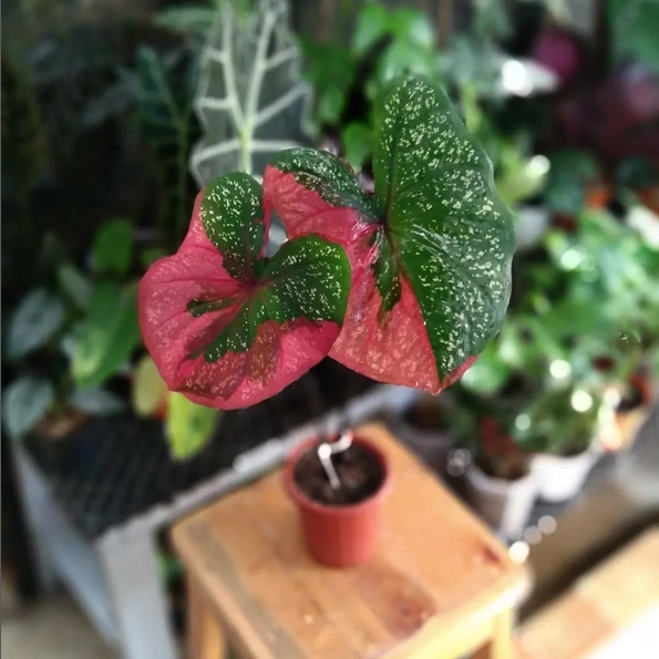 Keladi Baret Tanaman Hias Hidup Bibit Bunga Caladium Baret  Murah Bukan Bonggol