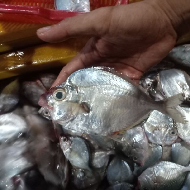 

ikan petek segar harian 1 kg