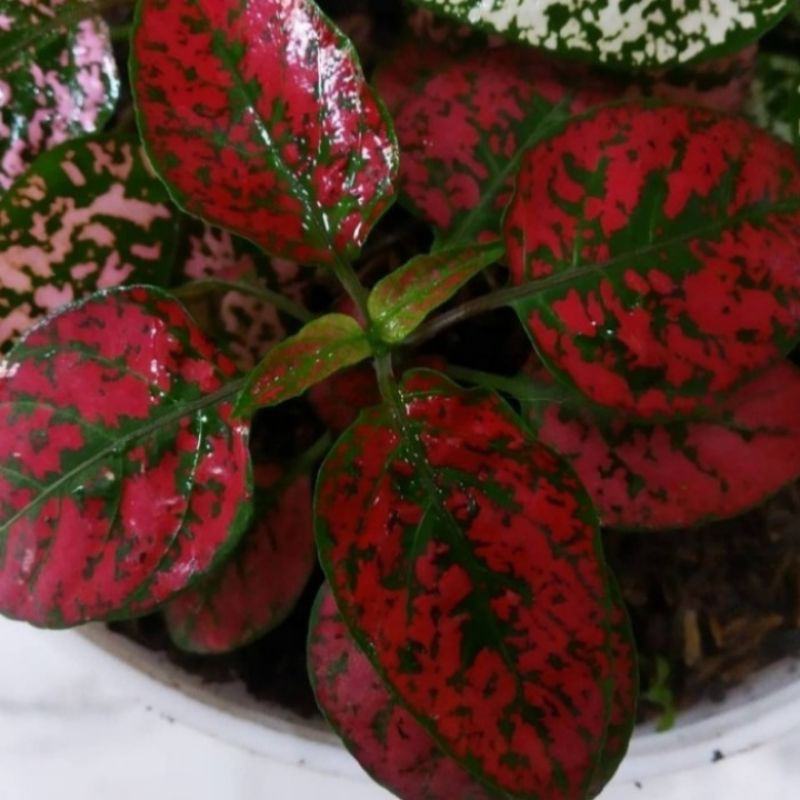 Jual Pohon Hypotes Merah Tanaman Hias Indoor Hipotes Merah | Shopee ...