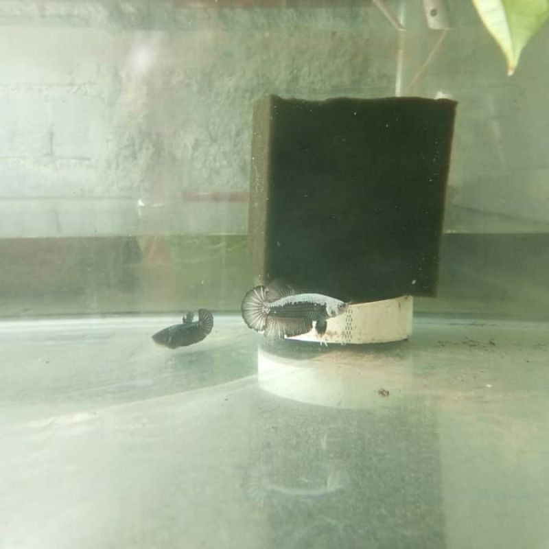 cupang black samurai