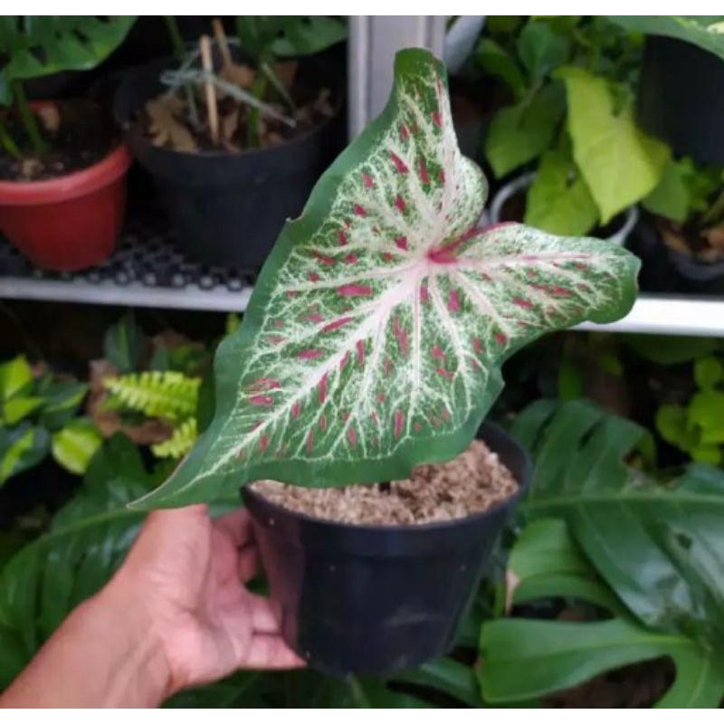 tanaman hias keladi warang batik