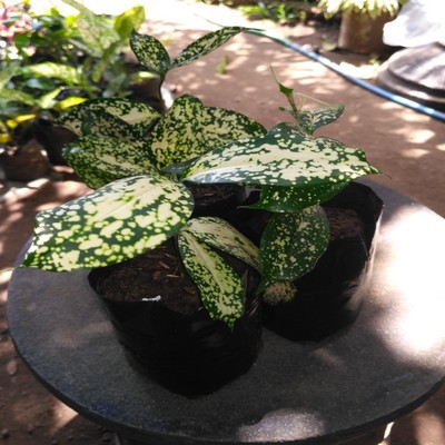 BIBIT BAMBU QUAN IM UNIK LANGKA