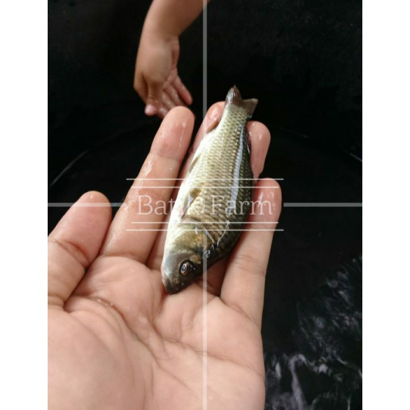 Ikan mas ukuran 2 jari - Paket ikan mas 50 ekor - Bibit ikan Mas Majalaya - Bibit ikan