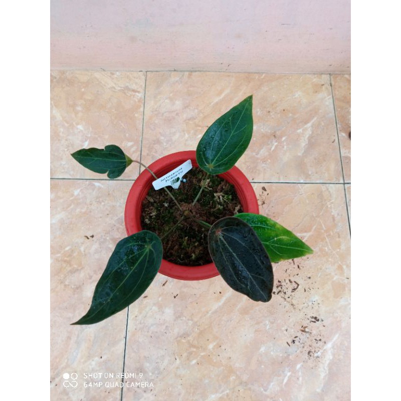 

anthuriumforgetii