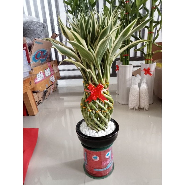 Tanaman hias/ Pajangan/ Dekorasi rumah/ kantor Bambu Hoki Varigata Mini