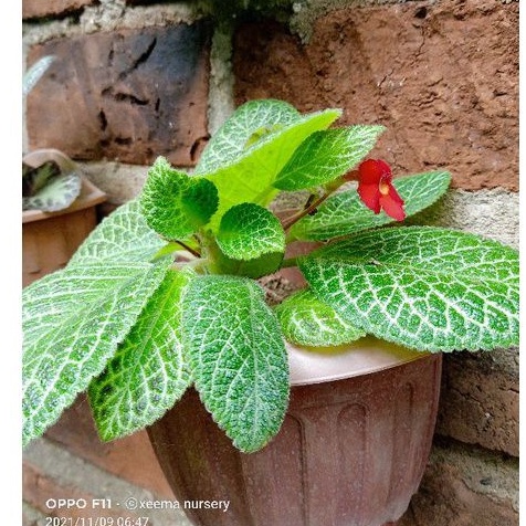 Epicies moseagate.bunga epicia.bibitbungaepicia.bibit.epicia