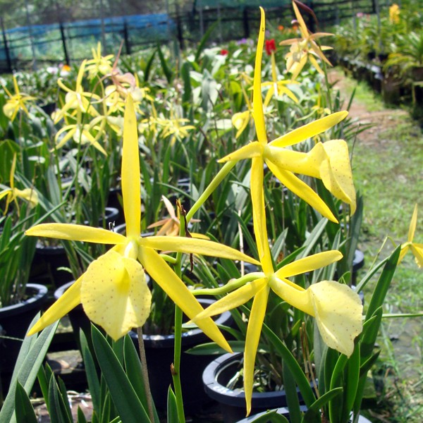 Anggrek Brassocattleya Yellow Bird