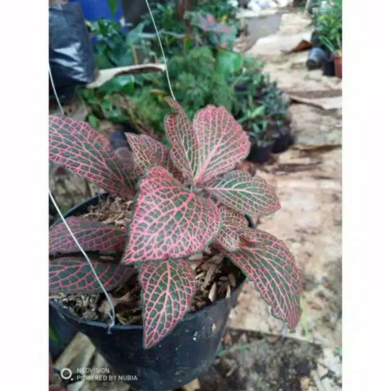Promo murah Tanaman hias epicia pitonia merah - Epicia merah - epicia spider
