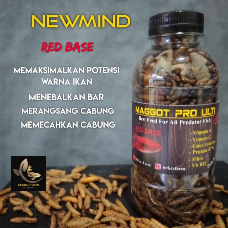 Maggot Pro ulti (red base) khusus untuk menaikan warnaerah pada ikan maru