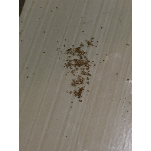 DUAENAM SHOOTICK SPRAY MOM AND BABY 60ml Obat Anti Kutu Pinjal Kucing dan Caplak Anjing