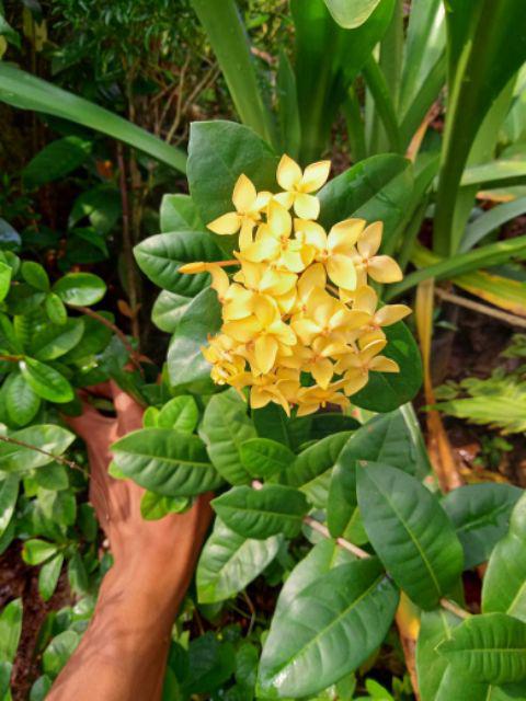 Tanaman Hias Bunga Asoka