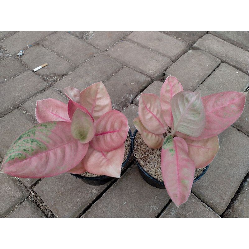 Aglonema Denpasar moon (Denpasar moon murah)