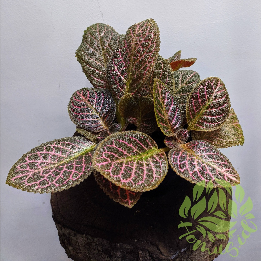 Episcia cupreata pink / tanaman hias episcia pink