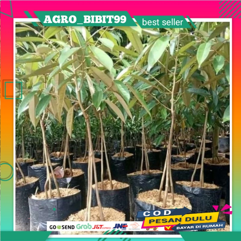 bibit durian musangking kaki 3