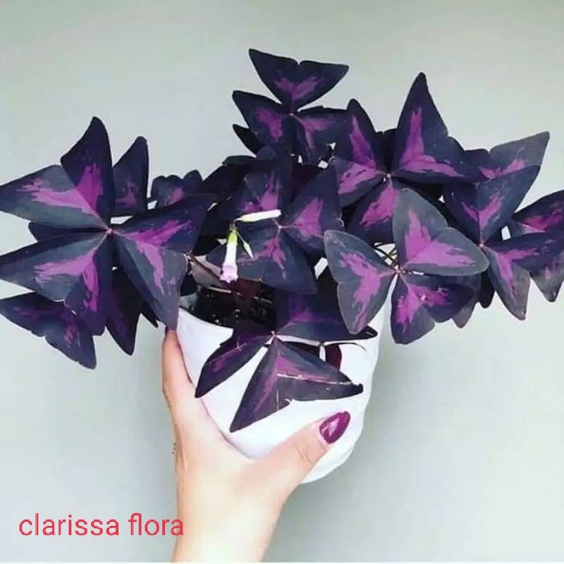 TANAMAN HIAS OXALIS BUTTERFLY UNGU