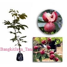 Bibit Kelengkeng Merah Unggul