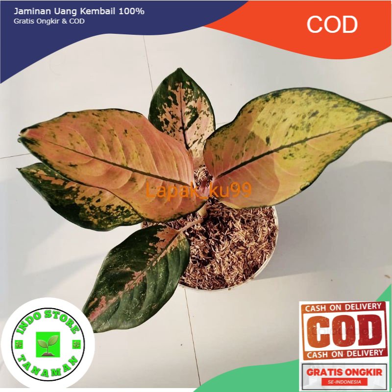 TERRMURAH [ DEWASA ] Aglonema kochin tembaga PROMO BESAR BESARAN