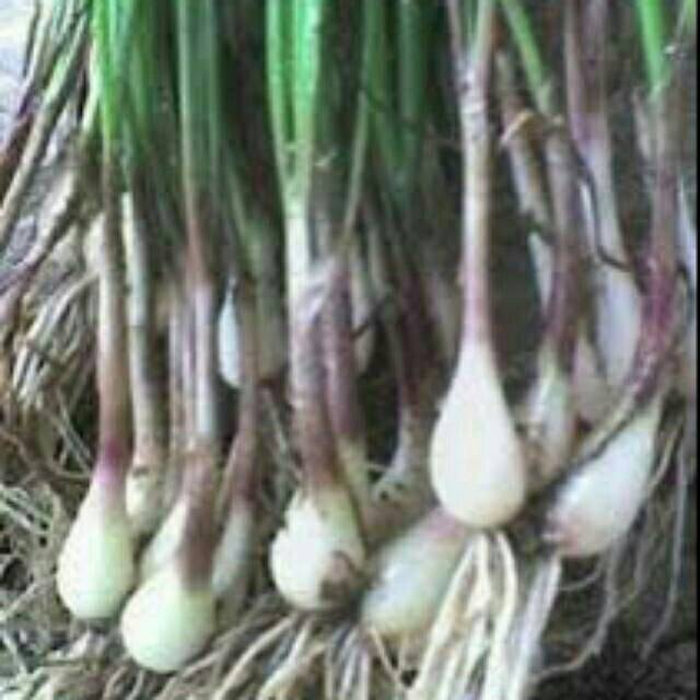 

Bawang kuncai