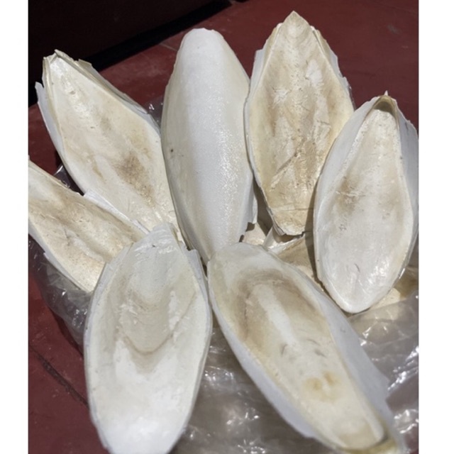 TULANG SOTONG JUMBO 10-15cm ASINAN SOTONG - KALSIUM UNTUK TELUR BURUNG / UNGGAS DAN REPTIL