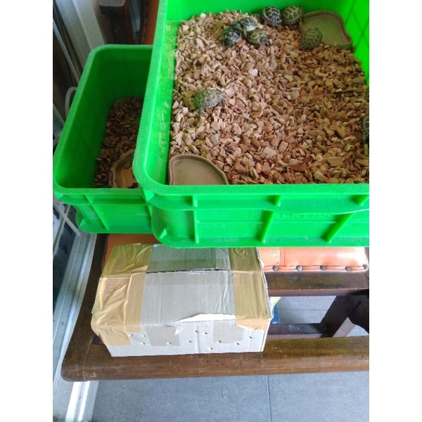 Paket pakan pelet tortoise sulcata cherry head