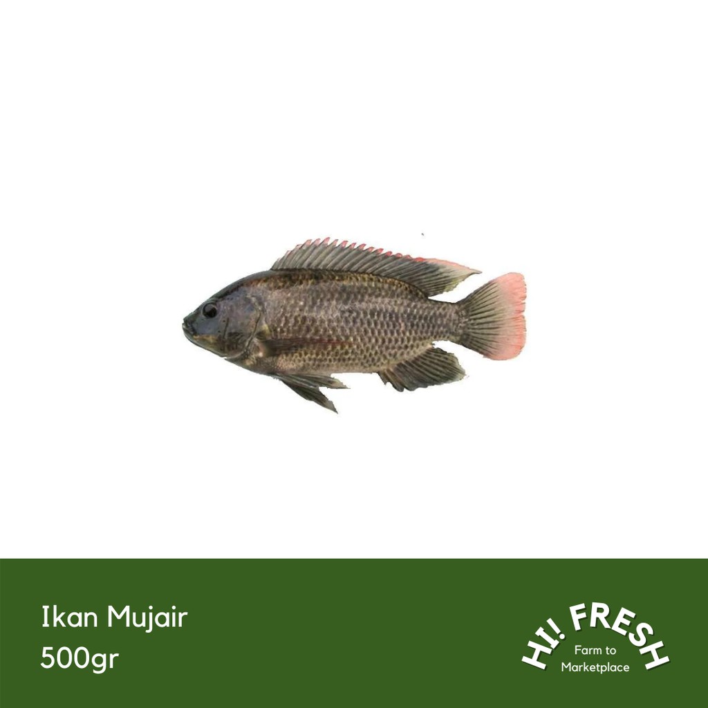 

Ikan Mujair 500gr