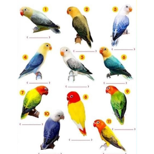 Lovebird biola bermacam² biola Ewing biola PB blue biola pastel